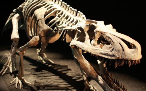 恐竜、知られざる化石発見の裏話