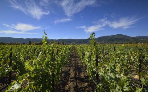 仏人のワイナリストが語る、カリフォルニアワインの魅力