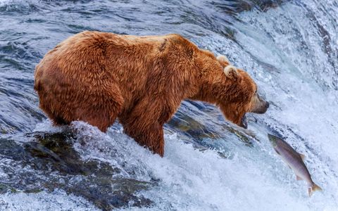 星野道夫 Michio Hoshino Japaneseclass Jp