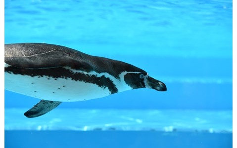 ペンギンが頭上を泳ぎまくる水族館