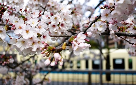 いきものがかり水野良樹が桜を見て気付かされたこと