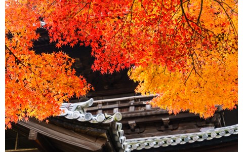 秋の京都に思いを馳せながら聞きたい一曲