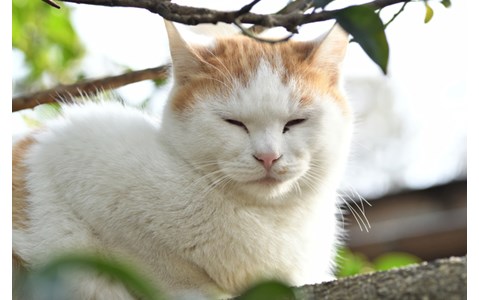 猫写真家・沖昌之に聞く、猫を上手に撮るコツは？
