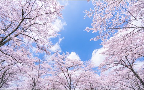美術館でお花見！ 「桜がテーマ」のオススメ展覧会