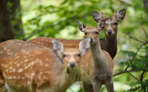 知られざる「鹿」の強さ…自然の生態系を壊すほどの影響力が!? 