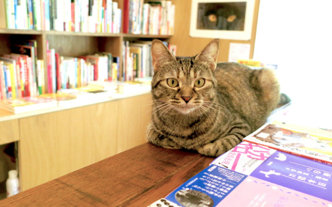 猫が店内でのんびり…猫本がいっぱいの三軒茶屋「Cat's Meow Books」
