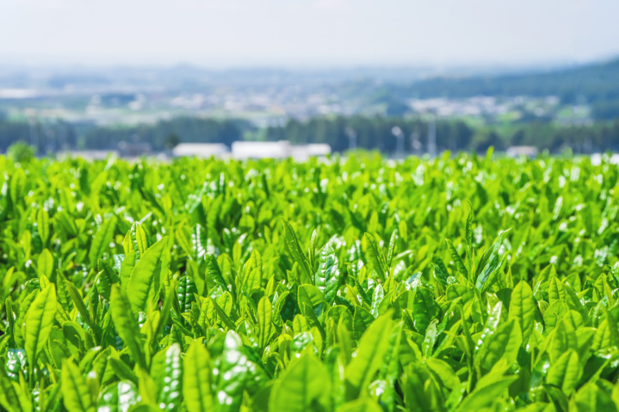 鈴鹿の「伊勢茶」は、なぜおいしいのか？ “光”が重要…日本を巡る作家が語る三重・鈴鹿の魅力