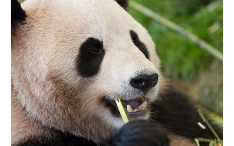 シャンシャンがついに公開 抽選倍率144倍の日も J Wave News