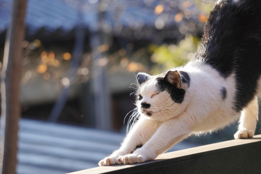 「吾輩は羊羹好な猫である」—夏目漱石の息遣いを感じる仙台の旅。日本を巡る作家が魅力を語る | J-WAVE NEWS
