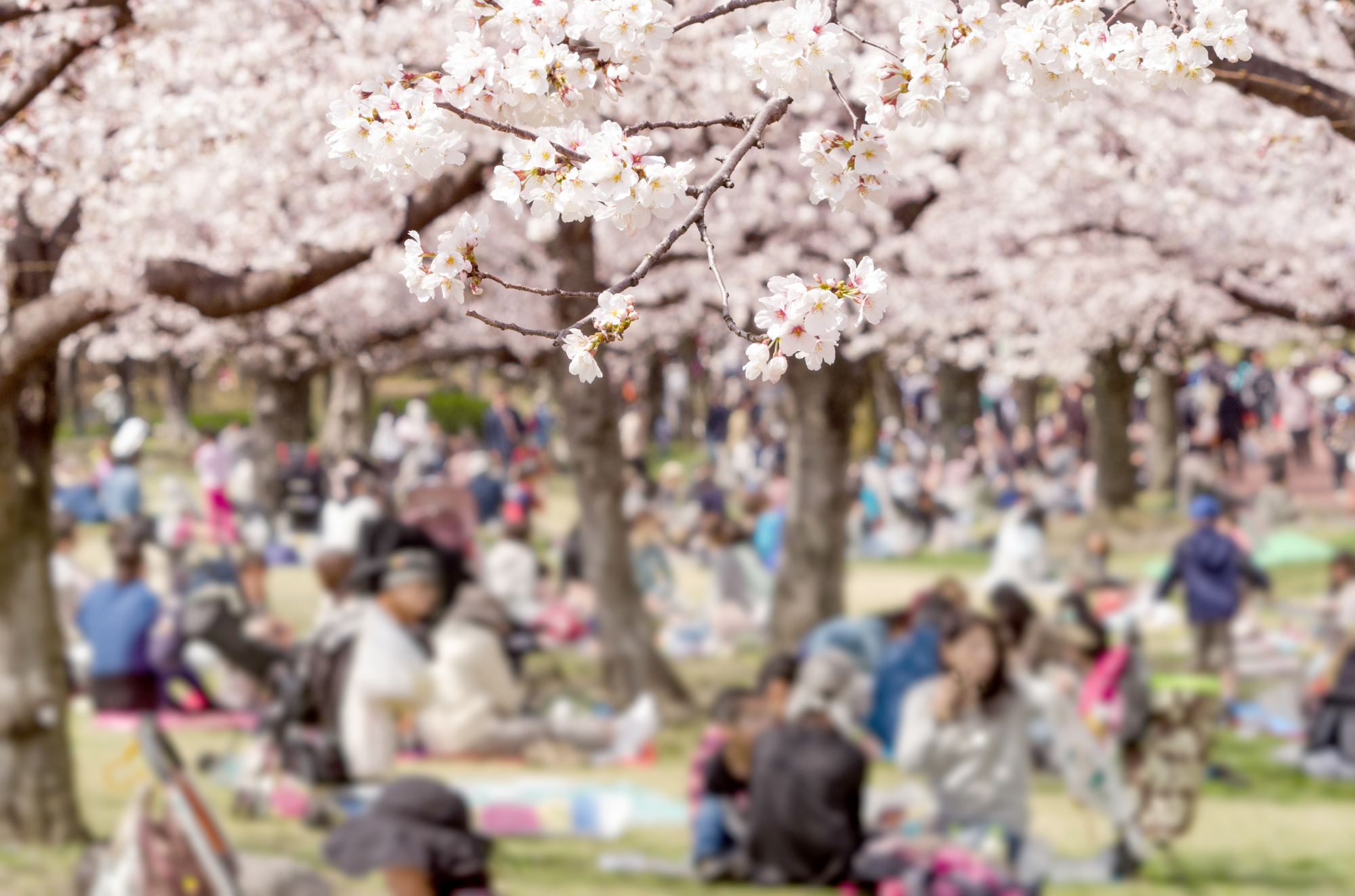 日本の「お花見」独特な点は？ 桜が大事な存在になった“転換期”を専門