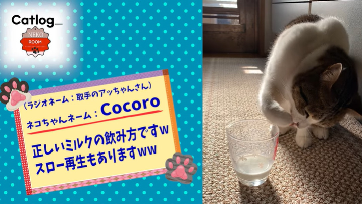 猫動画 ボールを打ち返したり 手で水を飲んだり 器用な猫がかわいい J Wave News