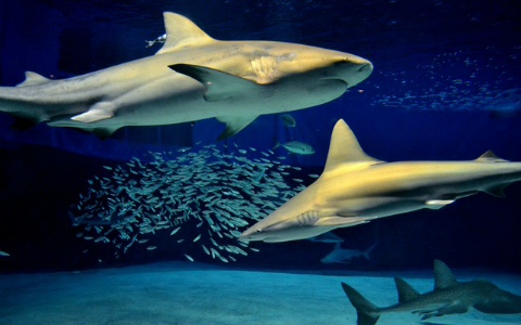 水族館のサメ なぜ同じ水槽の魚を食べないの 雑学 J Wave News