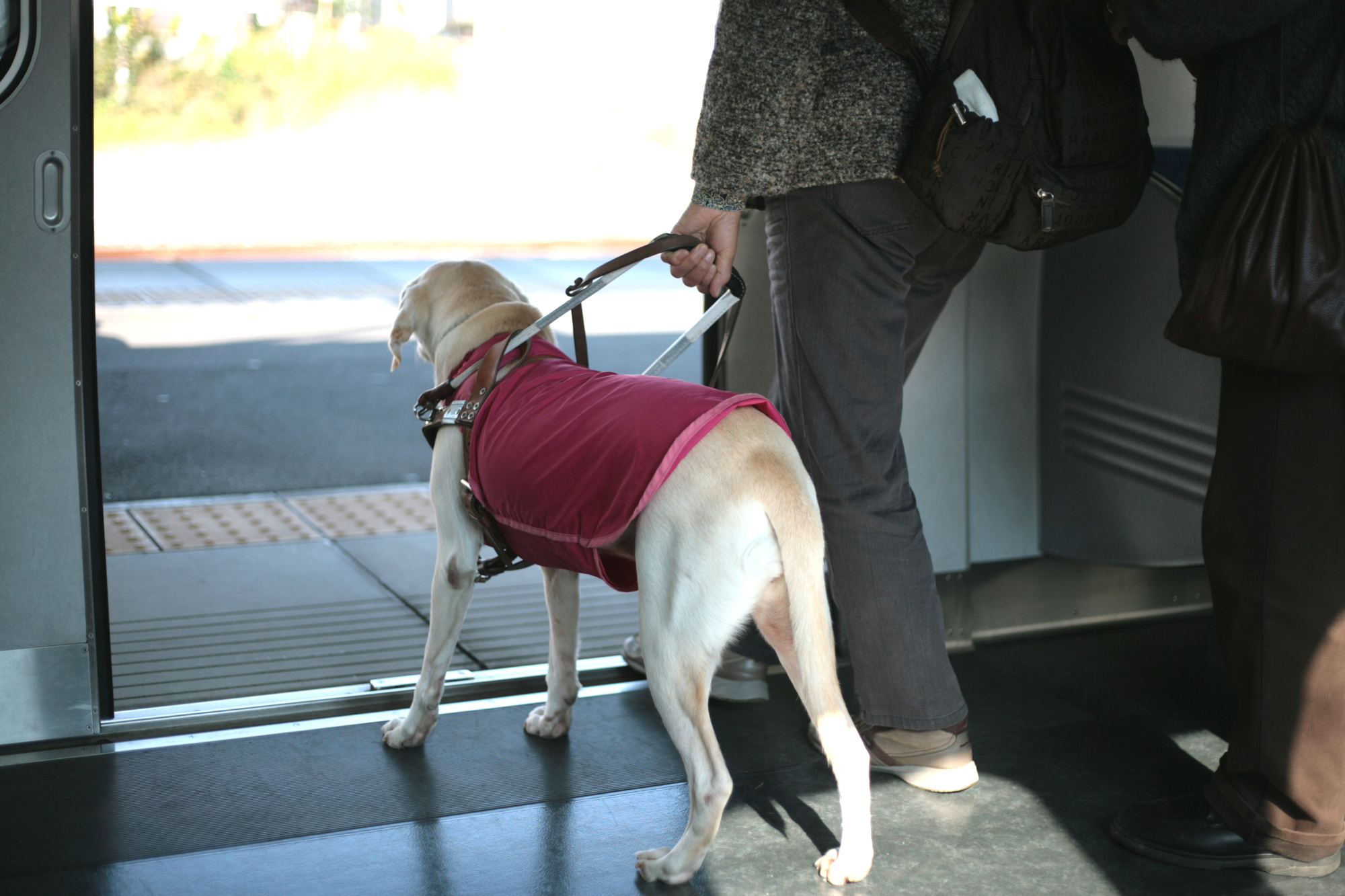 盲導犬が9年連続で減少…彼らの役割とは？